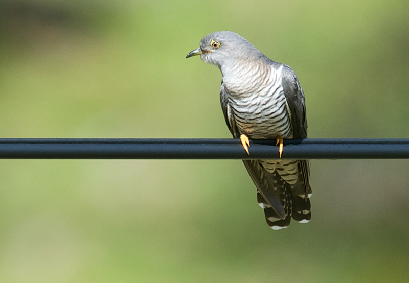 Gjøk - Common Cuckoo (Curculus canorus).jpg